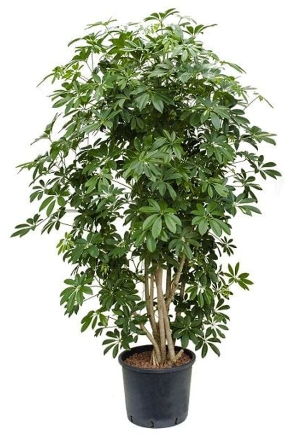 Wasserpflanze Schefflera arboricola
