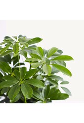 Wasserpflanze Schefflera arboricola