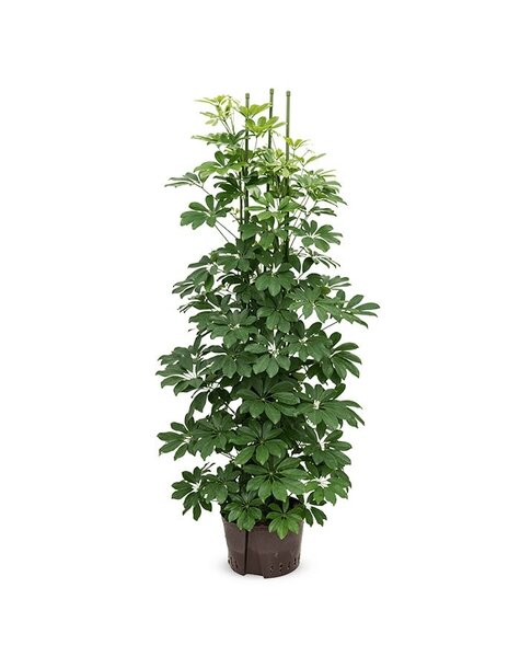 Wasserkraftwerk Schefflera
