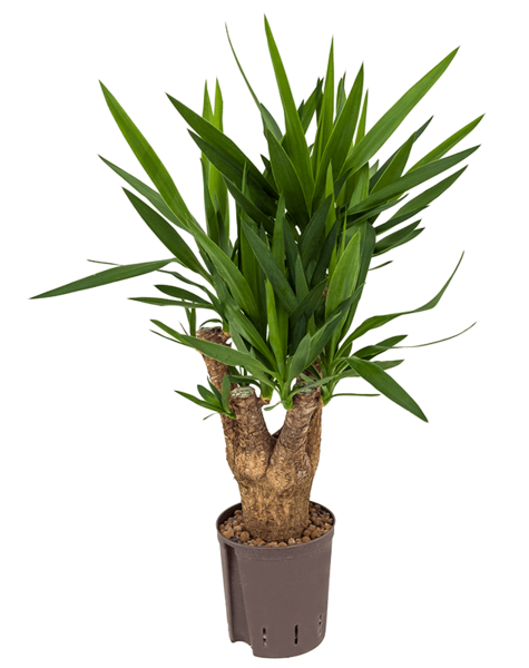 Wasserpflanze Yucca