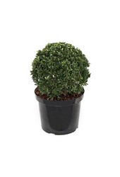 Ilex crenata convexa Zwiebel S