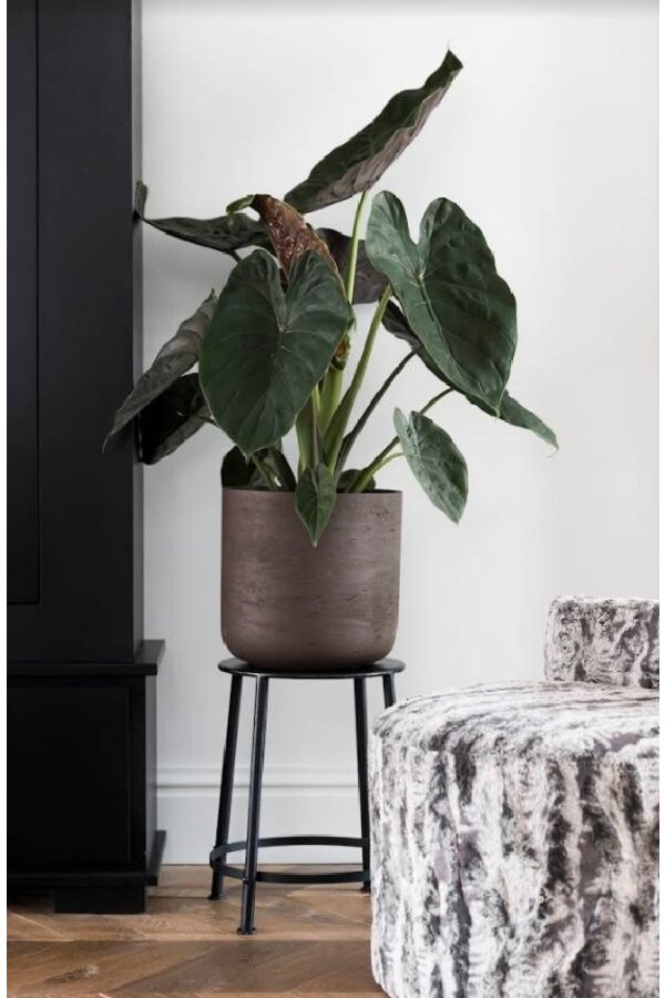 Alocasia Wentii In Charlie Topf