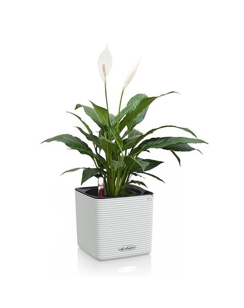 Lechuza Lechuza | Spathiphyllum