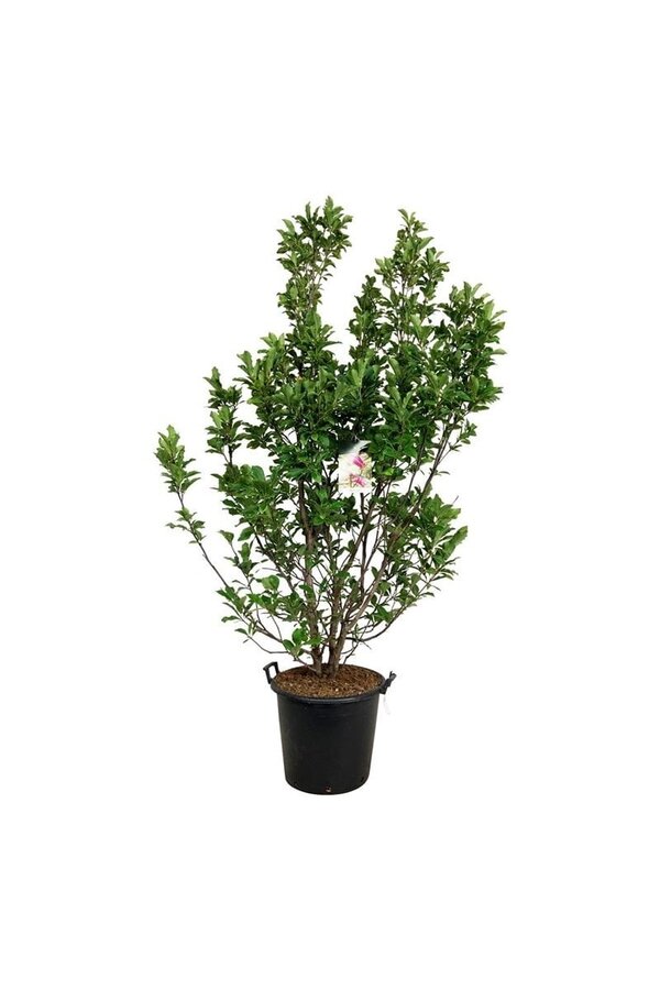 Biberbaum Magnolie Susan