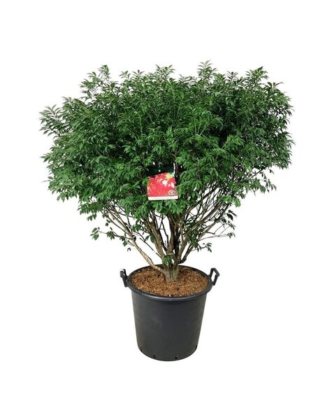 Euonymus