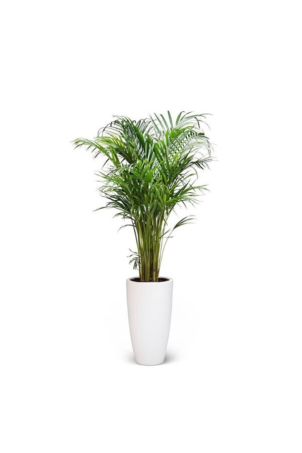 Golden Palm Areca In Pure Soft High