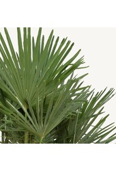 Trachycarpus Fächerpalme XS