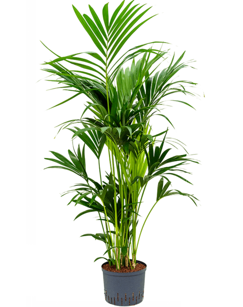 Wasserpflanze Kentia