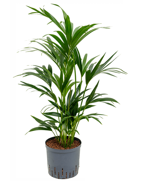 Wasserpflanze Kentia
