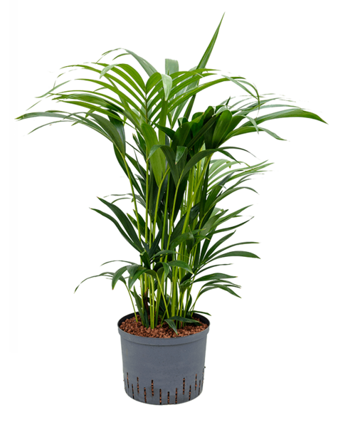 Wasserpflanze Kentia