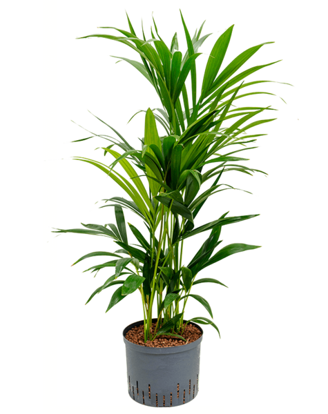 Wasserpflanze Kentia