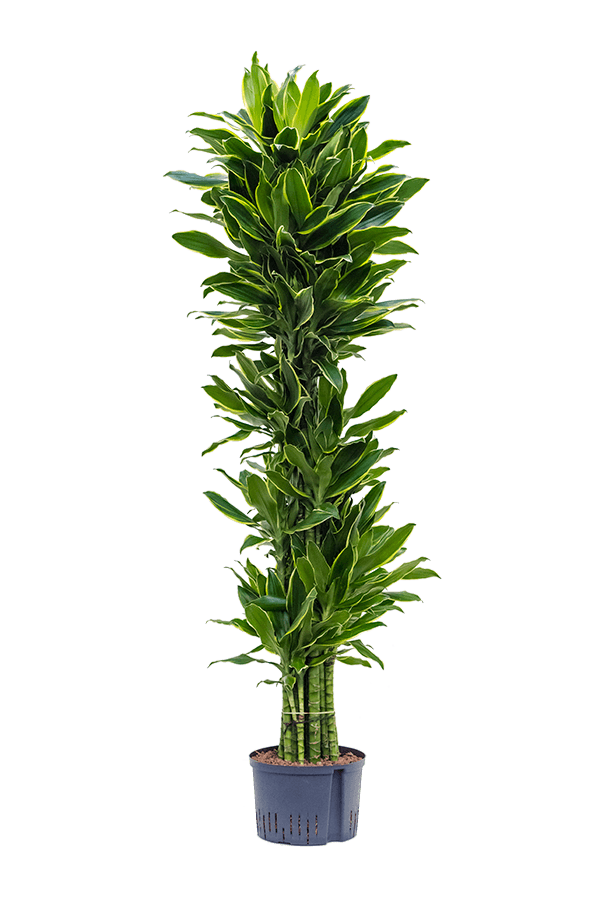 Wasserpflanze Dracaena Fragrans Golden Coast