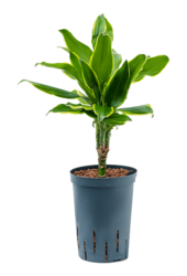 Wasserpflanze Dracaena Fragrans Golden Coast