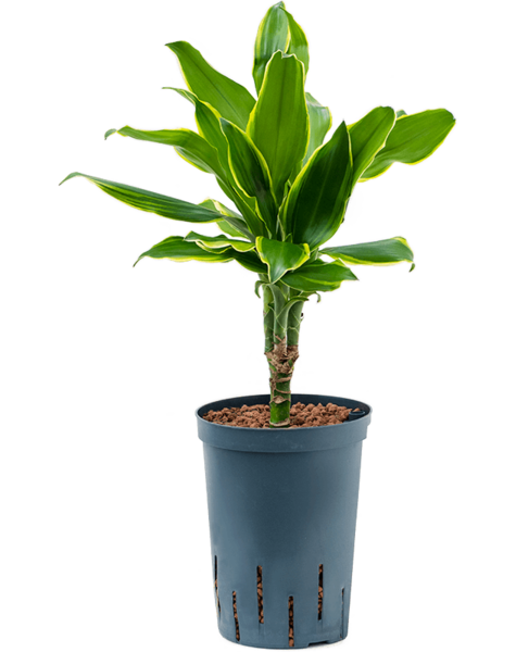 Wasserpflanze Dracaena