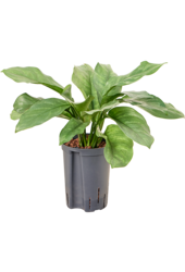 Wasserpflanze Aglaonema Grau