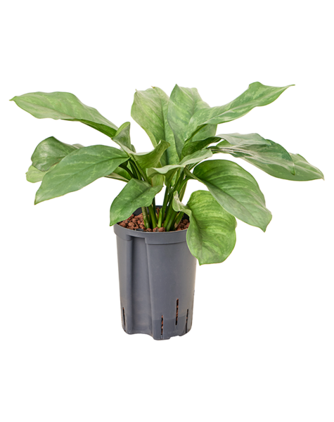 Wasserpflanze Aglaonema