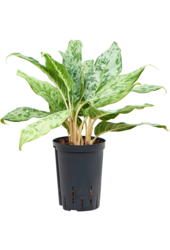 Wasserpflanze Aglaonema Pavo Real