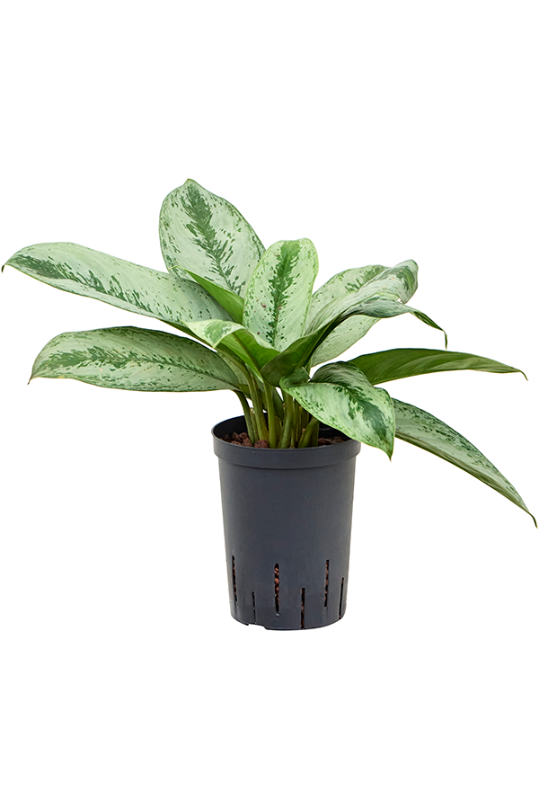 Wasserpflanze Aglaonema Silver Frost