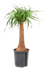 Wasserpflanze Beaucarnea Recurvata