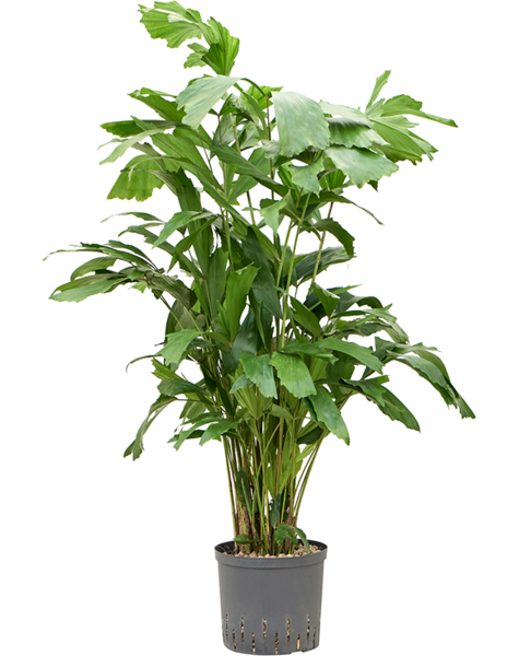 Wasserpflanze Caryota