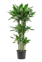 Wasserpflanze Dracaena Fragrans Burundii