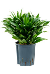 Wasserpflanze Dracaena Fragrans Compacta