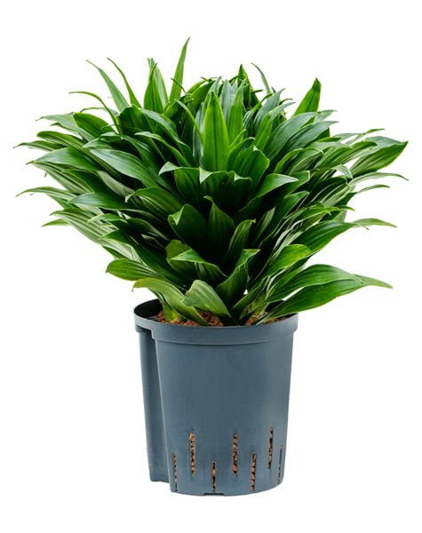 Wasserpflanze Dracaena