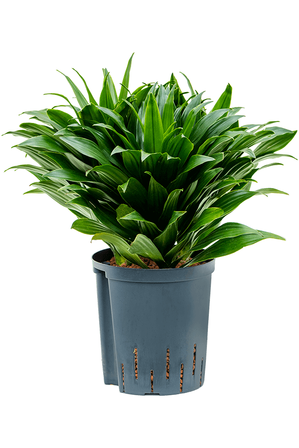 Wasserpflanze Dracaena Fragrans Compacta