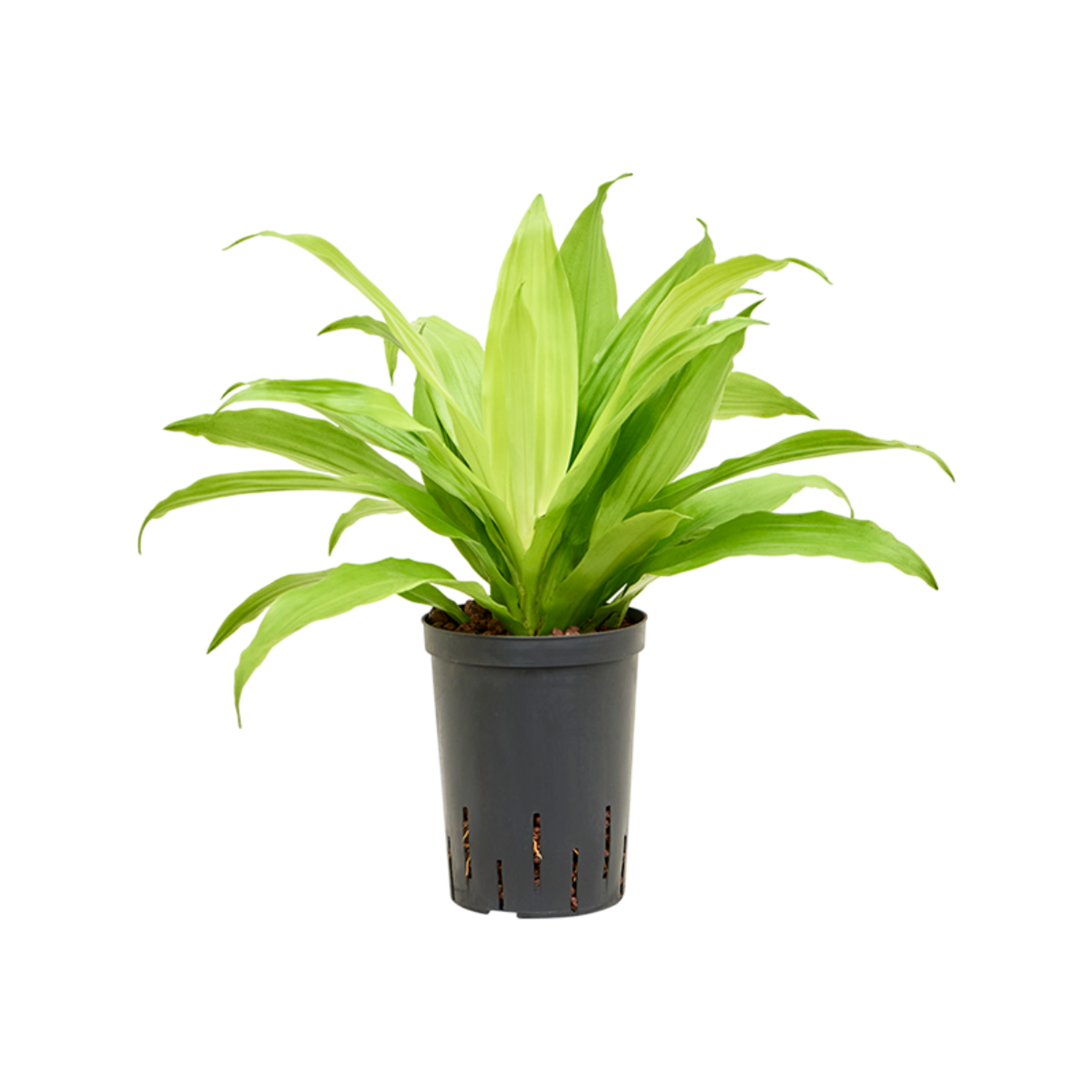 Wasserpflanze Dracaena Fragrans Limelight | Schnelle Lieferung |  Fleurdirect - www.fleurdirect.com