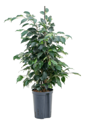 Wasserpflanze Ficus Benjamina Danielle