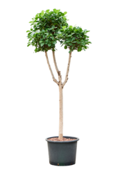 Wasserpflanze Ficus Microcarpa Moclame