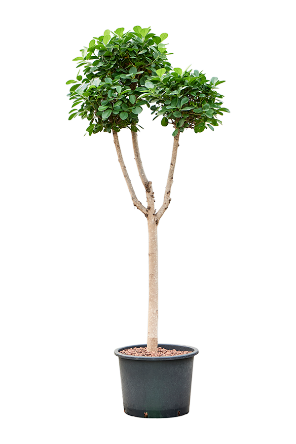 Wasserpflanze Ficus Microcarpa Moclame