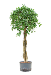 Wasserpflanze Ficus Microcarpa 'Nitida'