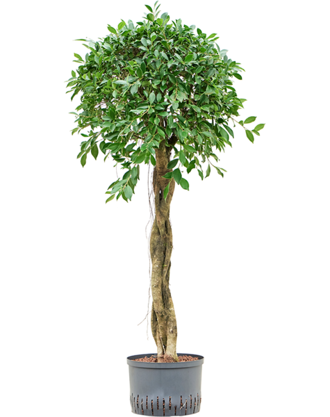 Wasserpflanze Ficus