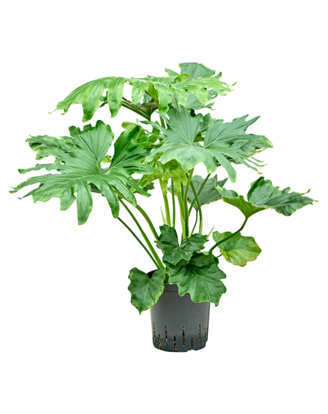 Wasserpflanze Philodendron