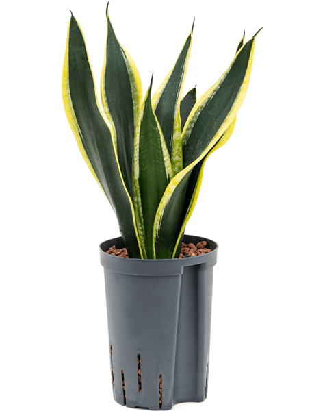 Wasserpflanze Sansevieria