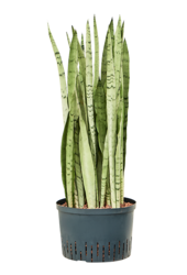 Wasserpflanze Sansevieria Trifasciata Silver Mist