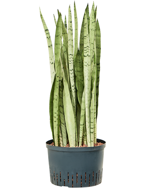 Wasserpflanze Sansevieria