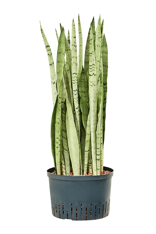 Wasserpflanze Sansevieria Trifasciata Silver Mist