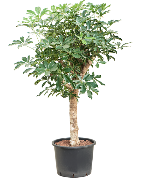 Wasserkraftwerk Schefflera