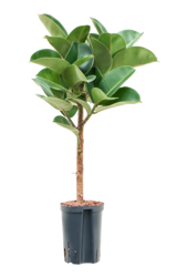Wasserpflanze Ficus Elastica Cloe