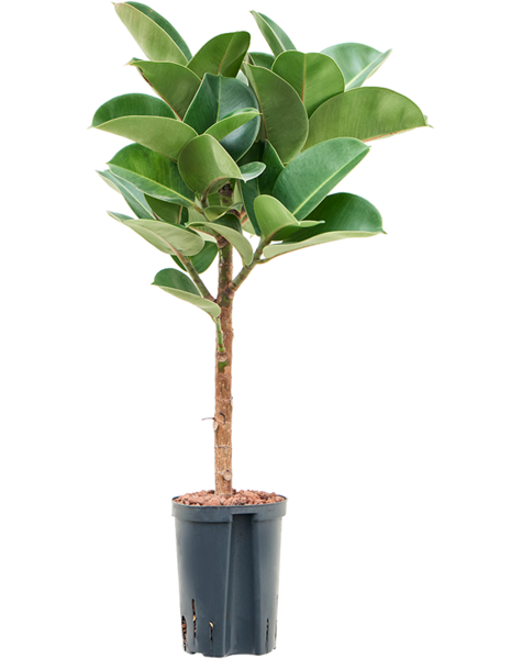 Wasserpflanze Ficus