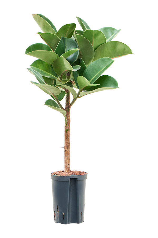 Wasserpflanze Ficus Elastica Cloe