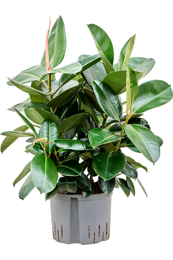 Wasserpflanze Ficus Elastica Robusta