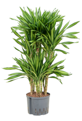 Wasserpflanze Dracaena Fragrans Riki