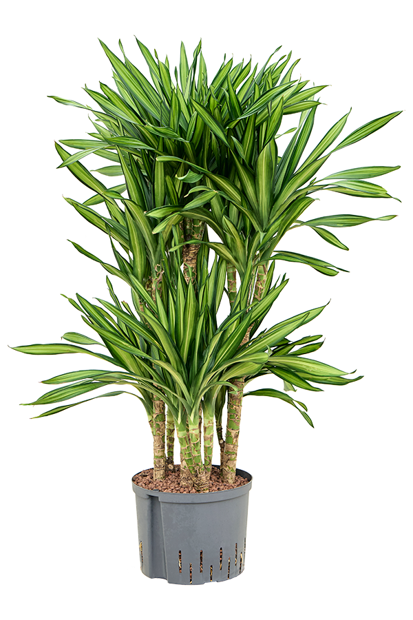 Wasserpflanze Dracaena Fragrans Riki