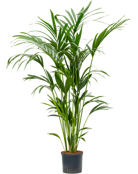 Wasserpflanze Kentia