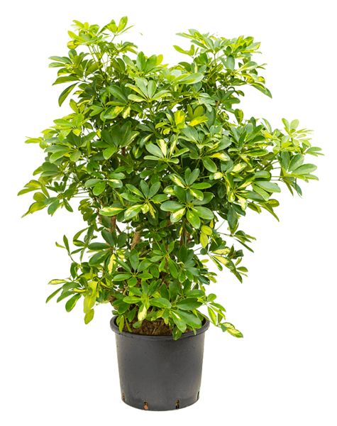 Wasserkraftwerk Schefflera