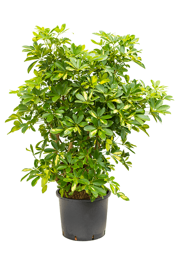 Wasserkraftwerk Schefflera Arboricola Gold Capella