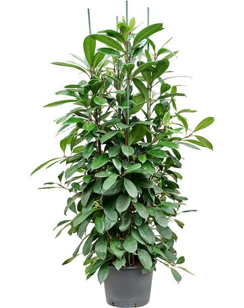 Wasserpflanze Ficus